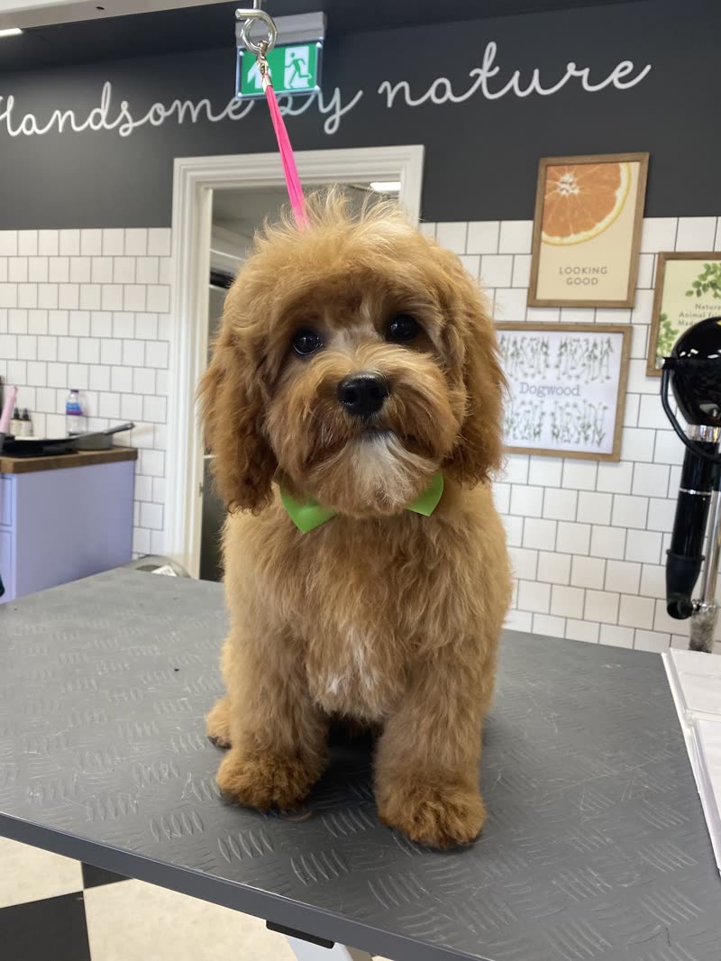 Freshly groomed apricot cockapoo with a green bow tie on the grooming table inside the salon, white tiled wall behind, crop to the dog and tiles, cutting out the chalkboard lettering