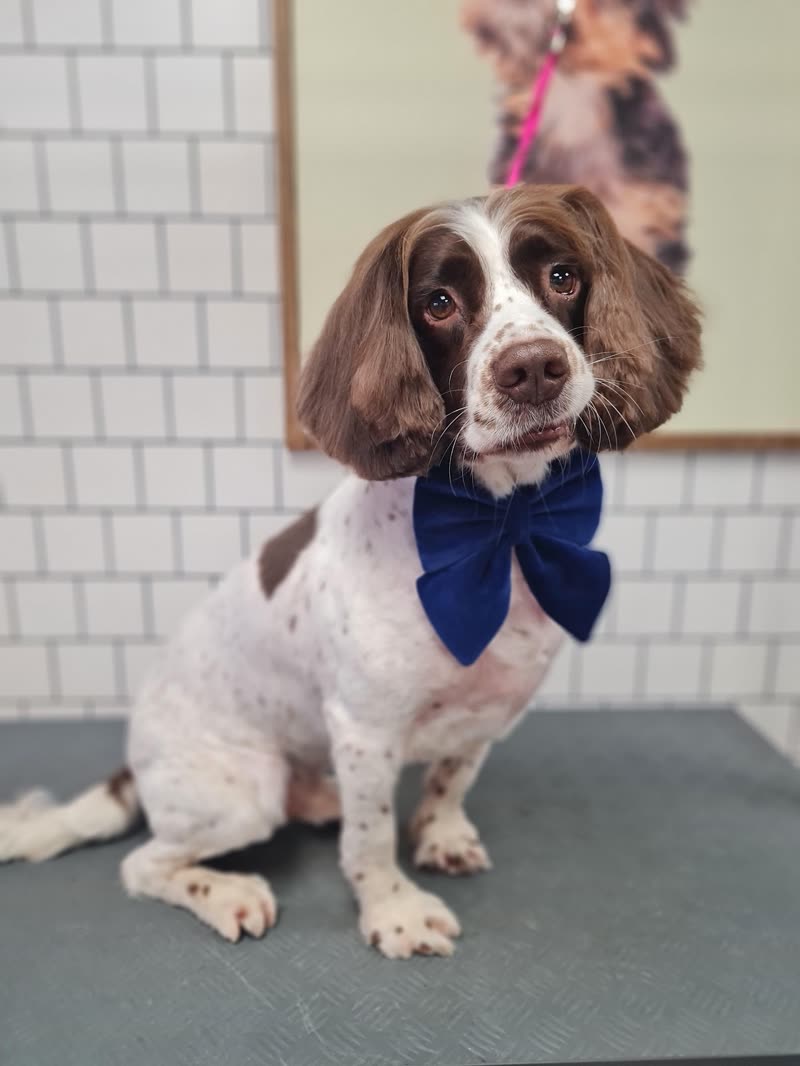 Liver-and-white springer spaniel wearing a navy bow tie on a grooming table against a white tiled wall