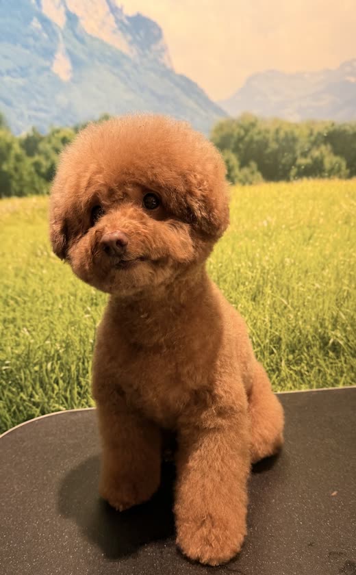 Neatly clipped red toy poodle sitting on a grooming table