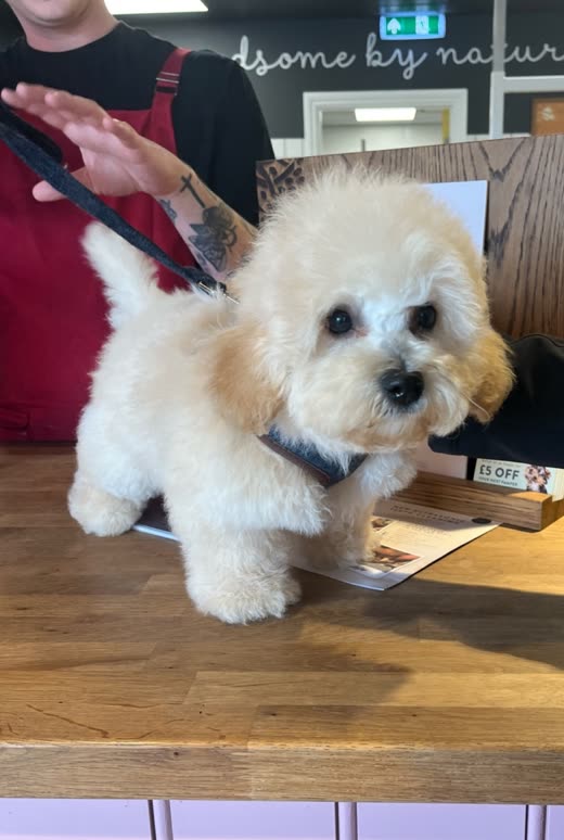 Small cream poodle-cross standing on a wooden grooming table, cropped tight to the dog to remove the groomer's arm and the salon sign