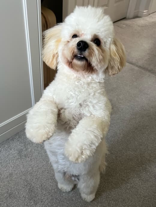 White bichon-type dog standing on its hind legs on grey carpet