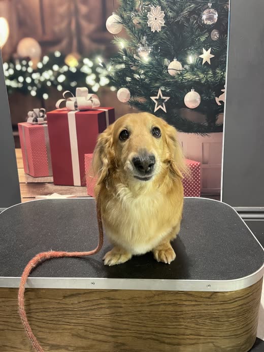 Long-haired golden dachshund sitting on a grooming table
